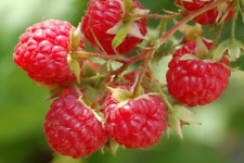 Heritage raspberry bare for sale  Jordan