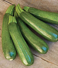 Zucchini dark green for sale  Etowah