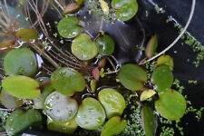 Limnobium grenouillettes plant d'occasion  Andrézieux-Bouthéon