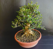 bonsai olivastro usato  Lodi Vecchio