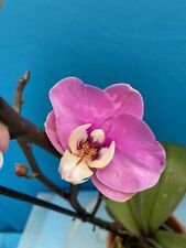 Phalaenopsis noid hybrid for sale  San Francisco