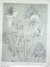 Anemone fleuristes gravure d'occasion  Carpentras