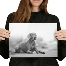 Large weimaraner dog for sale  SELBY