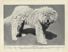 Komondor sheep dog for sale  COLEFORD