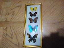 Vintage brazil butterflys for sale  Black Eagle