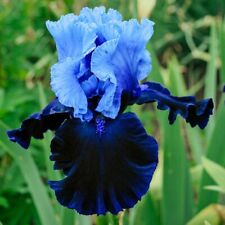Iris germanica blue for sale  LONDON