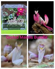 Orchid mantis complete for sale  ST. AUSTELL