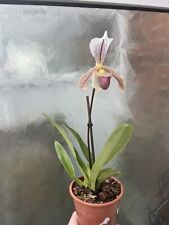 Paphiopedilum leeanum orchid for sale  PORTSMOUTH