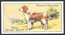Hignett dogs 34 for sale  TAMWORTH