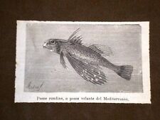 Pesce rondine pesce usato  Villarosa