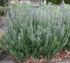 Rosmarinus rosemary officinali for sale  UK