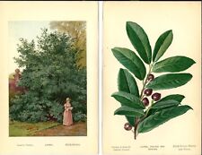 Stampa antica LAUROCERASO ALBERO bacche botanica Prunus 1890 Antique print usato  Lecco