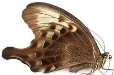 Papilio peranthus adamantius gebraucht kaufen  München