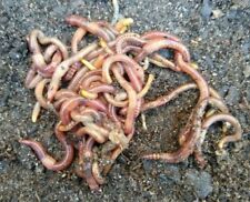 wiggler red worms compost for sale  Corpus Christi