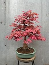 Large japanese acer for sale  ERITH