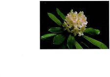 Rosebay white rhododendron for sale  Sun Prairie