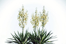 Yucca glauca soapweed for sale  Saint Augustine