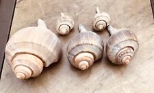 Whelk Shell  Busycon canaliculatum  (5 Shells) Size Varies 3” To 6” for sale  Shipping to South Africa