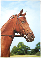 Pferd postkarte portrait gebraucht kaufen  Langen