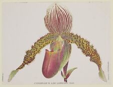 Cogniaux cypripedium lairesse usato  Foligno