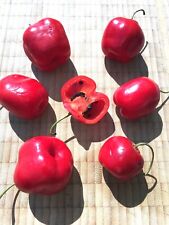  Rocoto Manzano Rojo semillas de chile de árbol c. Pubescens chile de árbol segunda mano  Embacar hacia Argentina