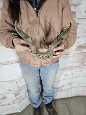 Mini pronghorn antelope for sale  Knoxville