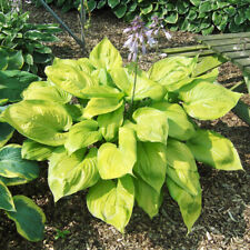 Hosta sum substanc for sale  IPSWICH