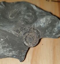 Ammonite fossil whitby for sale  SALTBURN-BY-THE-SEA