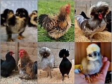 Bantam mix polish for sale  REDRUTH