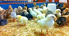 Used, Bantam Mixed Hatching Eggs x6 Excellent Fertility Hatch Rate & Reviews for sale  WIGTON
