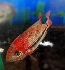 Rare marbled red for sale  Billings