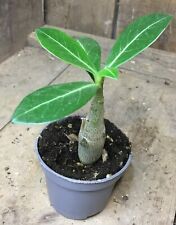 Adenium obesum bonsai for sale  GREAT YARMOUTH