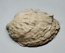 fossili usato  Sassari