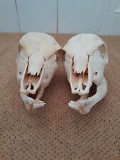 Taxidermy skeletons bones for sale  SAXMUNDHAM