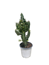 Euphorbia trigona usato  Italia