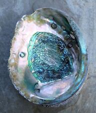 Large red abalone for sale  San Ramon