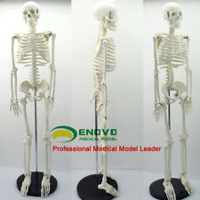 85cm human anatomical for sale  Shipping to Ireland