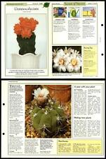 Gymnocalycium #30 Cacti Success With House Plants 1990 Fold-Out Card for sale  Shipping to South Africa