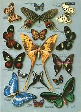 Antique document butterfly d'occasion  Expédié en Belgium