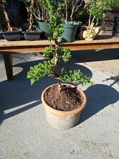 Procumbens juniper bonsai for sale  Strasburg