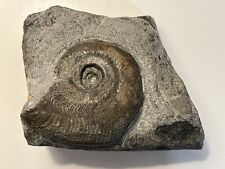 Rare harpoceras ammonite for sale  BEDFORD