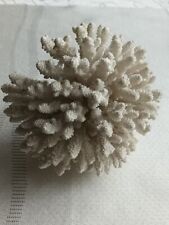 Große alte koralle gebraucht kaufen  Bad Krozingen