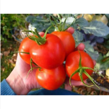Siberian tomato pomodoro usato  Trappeto