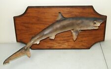 shark taxidermy for sale  Cleveland