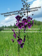Verbascum phoeniceum purple for sale  Shipping to Ireland