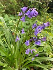 Thirty native bluebell for sale  CAMBRIDGE