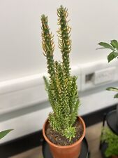 Large cactus plant for sale  UK