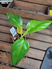 Philodendron giganteum fully for sale  Hesperia