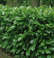 10x cherry laurel for sale  Shipping to Ireland