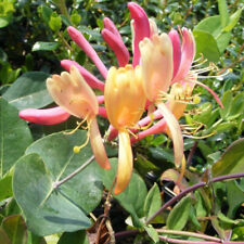 Lonicera heckrotti american d'occasion  Pouzauges